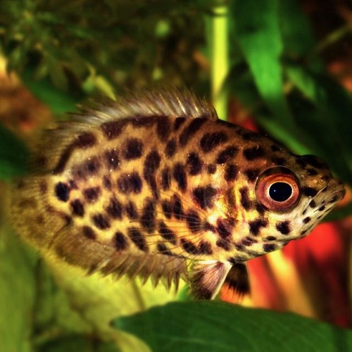 Ctenopoma acutirostre - Cténopoma léopard SM